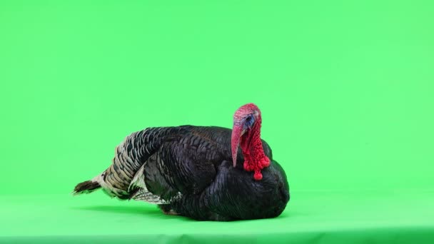 Dinde Lève Ouvre Ses Plumes Écran Vert Isolé Dinde Bronze — Video