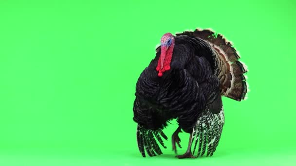 Pavo Abre Sus Plumas Calma Bronce Pavo Aislado Pantalla Verde — Vídeos de Stock