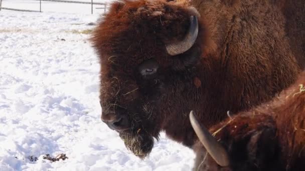 Porträtt Bisonoxe Vit Bakgrund — Stockvideo