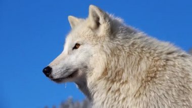 Kutup kurdu mavi gökyüzünde