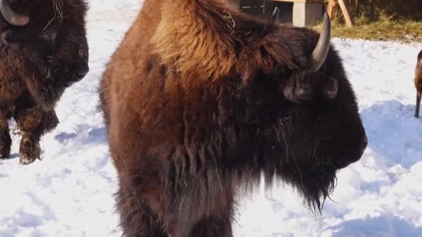 Retrato Bisonte Sobre Fundo Branco — Vídeo de Stock