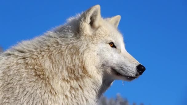 Polární vlk na modré obloze