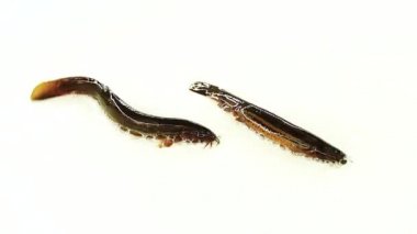 Ağır çekim. Loach balığı beyaz ekranda izole edilmiş