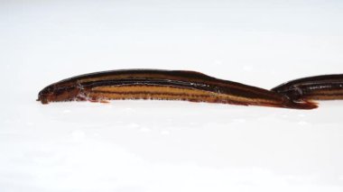 Ağır çekim. Loach balığı beyaz ekranda izole edilmiş