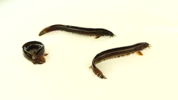 Au ralenti. Loach poissons isolés sur un écran blanc 