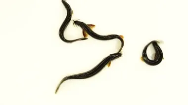 Ağır çekim. Loach balığı beyaz ekranda izole edilmiş