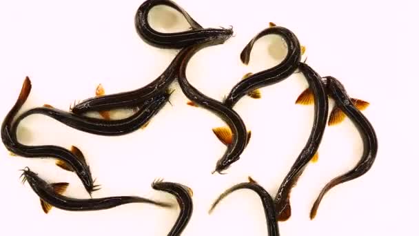 Au ralenti. Loach poissons isolés sur un écran blanc 