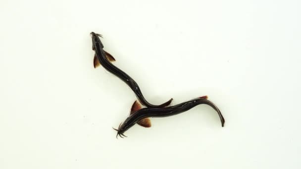Au ralenti. Loach poissons isolés sur un écran blanc 