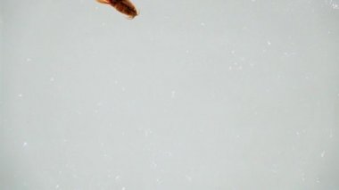 Ağır çekim. Loach balığı beyaz ekranda izole edilmiş