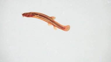 Ağır çekim. Loach balığı beyaz ekranda izole edilmiş