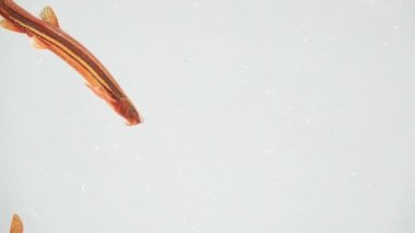 Ağır çekim. Loach balığı beyaz ekranda izole edilmiş