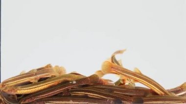 Ağır çekim. Loach balığı beyaz ekranda izole edilmiş