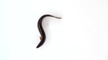 Ağır çekim. Loach balığı beyaz ekranda izole edilmiş