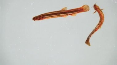 Ağır çekim. Loach balığı beyaz ekranda izole edilmiş