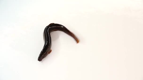 Au ralenti. Loach poissons isolés sur un écran blanc 