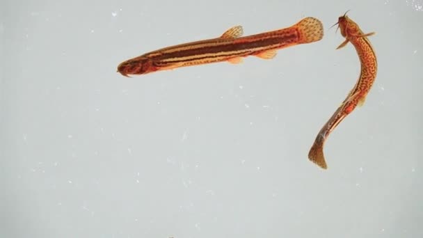 Au ralenti. Loach poissons isolés sur un écran blanc 