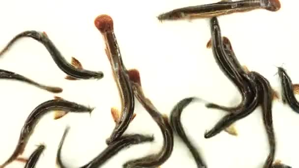 Au ralenti. Loach poissons isolés sur un écran blanc 