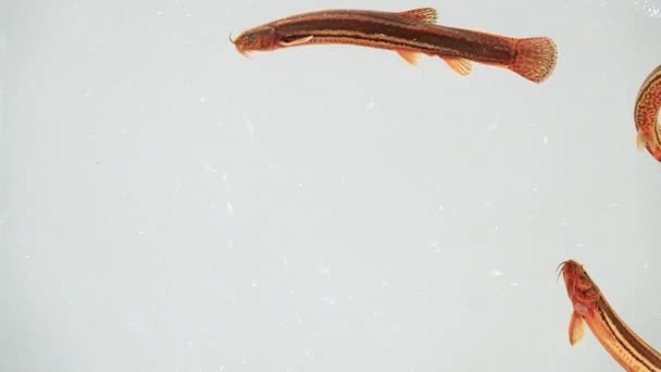 スローモーション 白い画面に隔離されたローチ魚 — ストック動画