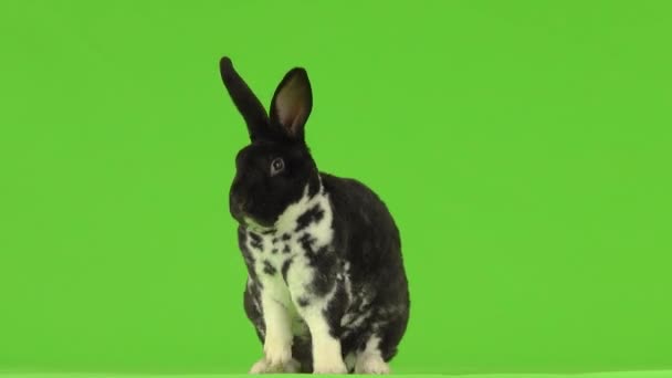 Schwarz Weißes Kaninchen Presst Die Pfoten Des Gesichts Isoliert Auf — Stockvideo
