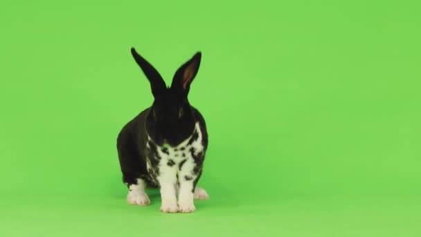 Schöne Schwarz Weiße Kaninchen Entkommt Dem Grünen Bildschirm — Stockvideo