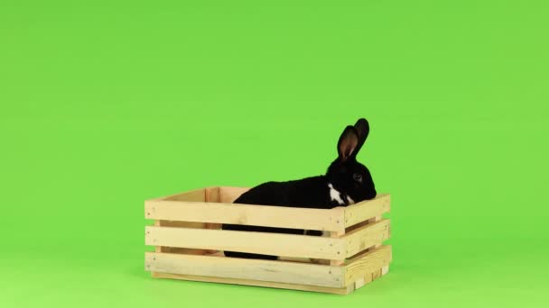 Beautiful Black White Rabbit Moves Wooden Box Isolated Green Background — Stock Video