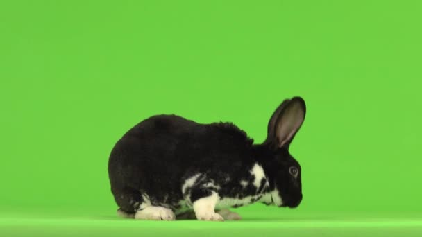 Schöne Schwarz Weiße Kaninchen Springt Auf Einem Grünen Bildschirm — Stockvideo