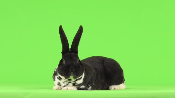 Beautiful Black White Rabbit Lies Green Screen — Stock Video