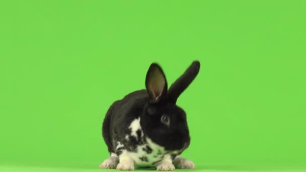 Beautiful Black White Rabbit Turns His Head Different Directions — Stock Video