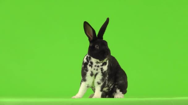 Black White Rabbit Looks Different Directions Turns Isolated Green Screen — Stock Video