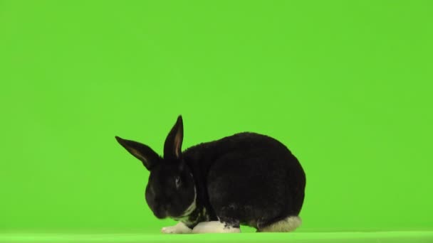 Mischievous Black White Bunny Looks Different Sides Runs Away Green — Stock Video