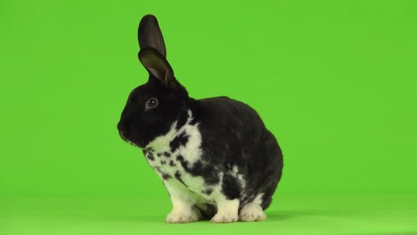 Travieso Conejito Blanco Negro Mira Diferentes Lados Una Pantalla Verde — Vídeos de Stock