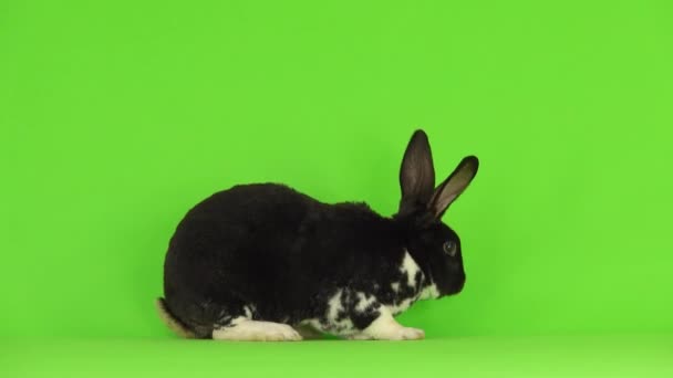 みすぼらしい黒と白のウサギは緑の画面で異なる側面を見ています — ストック動画