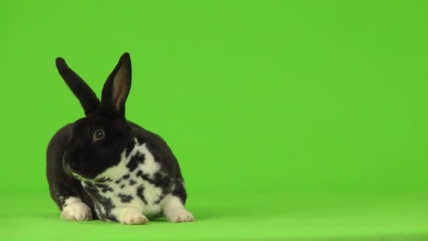 Verschmitzter Schwarz Weiß Hase Blickt Auf Grünem Bildschirm Auf Verschiedene — Stockvideo