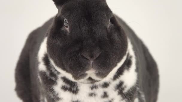 Bellissimo Coniglio Bianco Nero Mescola Naso Guarda Fotocamera — Video Stock