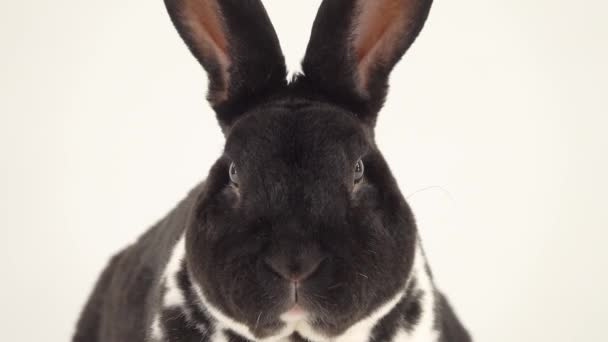 Beautiful Black White Rabbit Stirs Its Nose Looks Camera — Stock Video