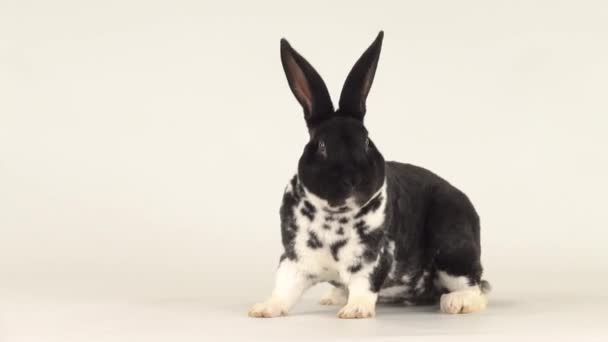 Hermoso Conejo Blanco Negro Yace Luego Levanta Mira — Vídeos de Stock