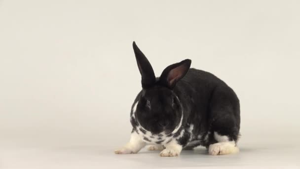 Schöne Schwarz Weiße Kaninchen Bewegt Sich Auf Einem Weißen Bildschirm — Stockvideo