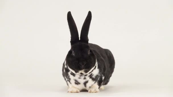 Divertido Conejo Masticable Aislado Sobre Fondo Blanco Movimiento Lento — Vídeos de Stock