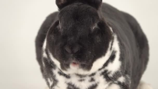 Humour Mâcher Lapin Isolé Sur Fond Blanc — Video