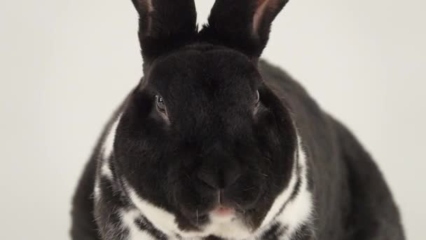 白い背景に隔離された面白い噛むウサギ スローモーション — ストック動画