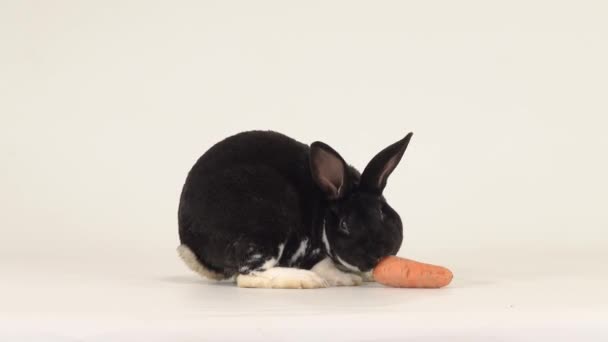 ウサギはニンジンに走り白い画面に隔離された食事をする — ストック動画