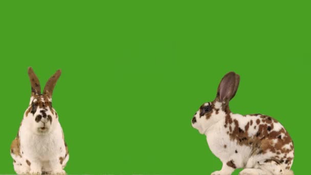 Two Chewing Rabbit Green Screen — Stock Video