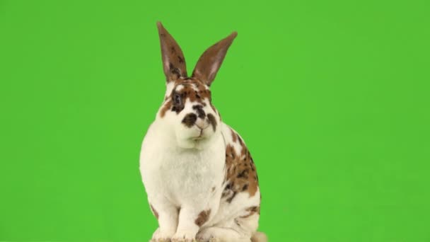美丽的咀嚼兔子在绿色的屏幕上 — 图库视频影像