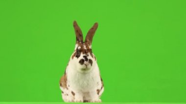 Tavşan çiğniyor ve sonra yeşil ekranda kameraya bakıyor..