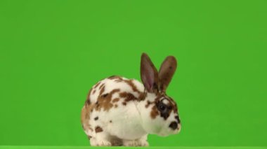 Tavşan yeşil ekranda hareket eder..