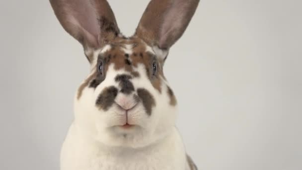 在白色的屏幕上咀嚼兔子 — 图库视频影像