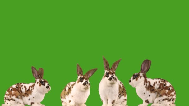 緑の画面で噛む四匹のウサギ — ストック動画