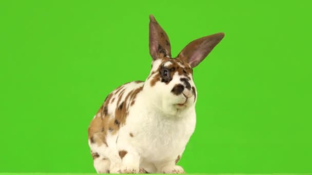 在绿色的屏幕上咀嚼美丽的兔子 — 图库视频影像