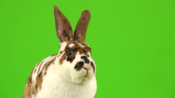 Rabbit Quickly Turns Its Head Looks Camera Green Screen — Stock Video