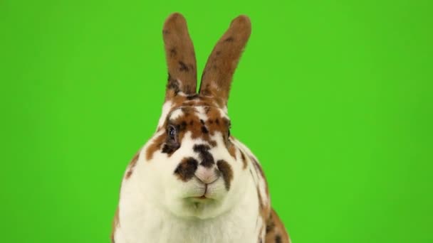 ウサギは緑の画面上でゆっくりと動きで噛む — ストック動画